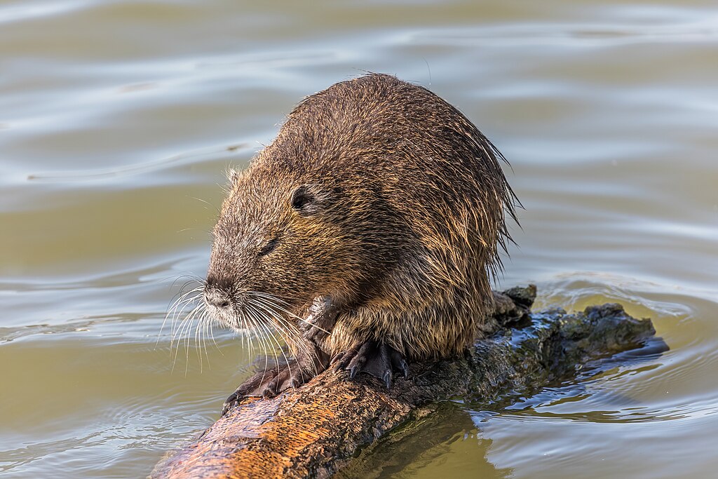 Adoucisseur d'eau Oise